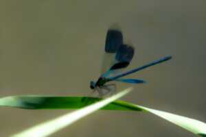 photo Le safari des petites bêtes