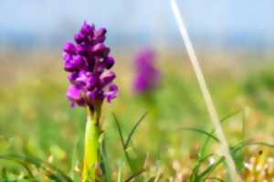 photo Dans le monde des plantes