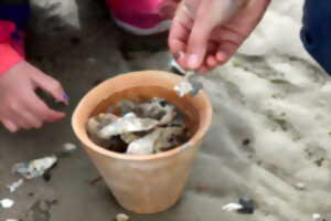 photo Le petit monstre du Bassin