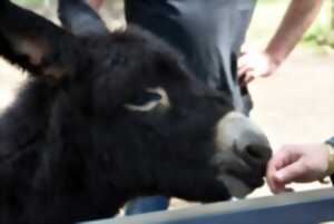 photo Fête de l'Âne et de l'automne