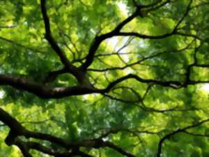 photo Atelier « Forêt »