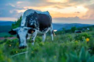 photo Transhumance de la ferme auberge du Treh