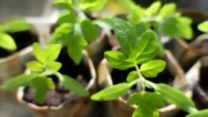 photo Atelier remèdes gemmothérapie