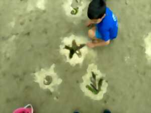 photo Plage, coquillages et farfouillage