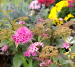 photo Conférence : Plantes médicinales locales