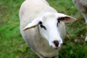 photo Du Berger au Tisserand