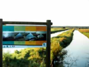 photo Sortie nature > Les oiseaux du marais