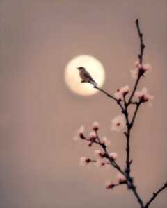 photo Retraite découverte du Zen