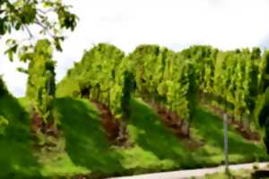 photo Visite guidée sportive du vignoble