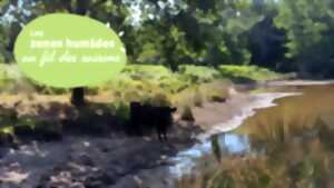 photo Des vaches au milieu des mares