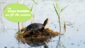 photo Des tortues dans le marais