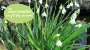 photo Les nivéoles d'été du Marais de Labarde