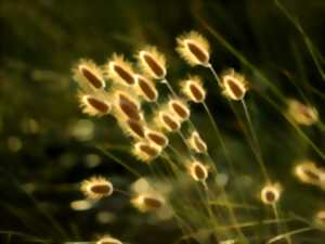 photo Trame verte et bleue : Lab spécial associations locales