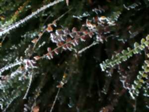 photo Marche hivernale du bûcheron