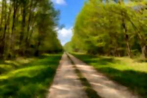 photo Soirée en forêt de Tardonne