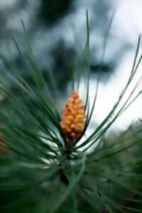 photo Mon 1er herbier