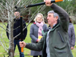 photo Greffage des arbres fruitiers