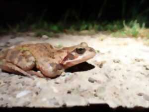 photo Qu'est-ce qui se trame dans une mare ?