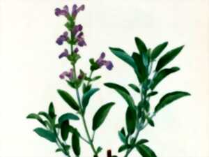 photo Conférence : les plantes qui soignent