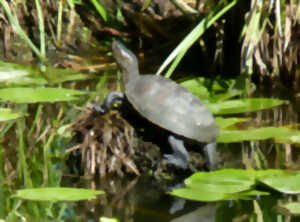 photo Découverte - La très discrète Cistude d'Europe