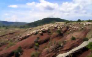 photo DES BREBIS ET DES VIGNES