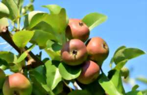 photo Plantation d'arbres fruitiers