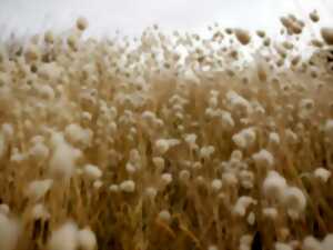 photo Dans la solitude des champs de coton