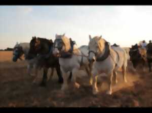 photo Les nuits de la lecture : Projection Trait de vie