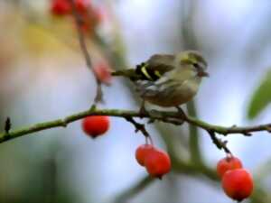photo Sortie ornithologique > Groupe ornithologique normand