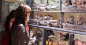 photo Visites guidées de l’exposition temporaire et des réserves