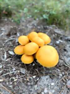 photo Au pays des champis