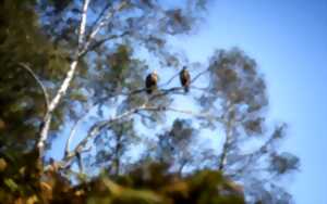 photo Sous les ailes des montagnes