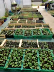 photo J'apprends à faire mes semis de légumes