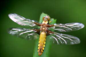 photo Ciné-débat sur les libellules