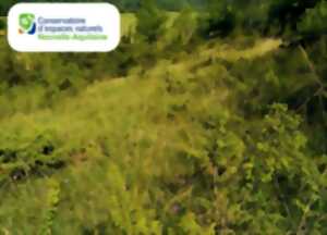 photo Chantier participatif sur la pelouse de rizes