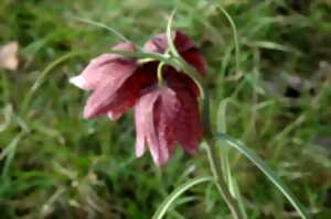 photo Au royaume de la Fritillaire pintade