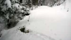 photo Sortie en forêt d’altitude, à la recherche de vie animale