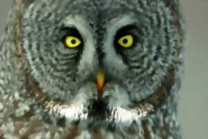 photo Rencontre avec le conservateur