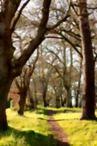 photo Ma forêt sensible