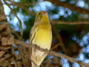 photo LES OISEAUX DE NOS VILLAGES