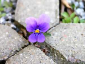 photo L'ABC DU HAUT-MINERVOIS - BIODIVERSITE EN VILLE
