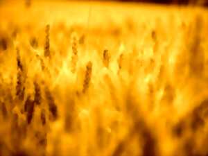 photo L'ABC DU HAUT-MINERVOIS - AGRICULTURE ET NATURE