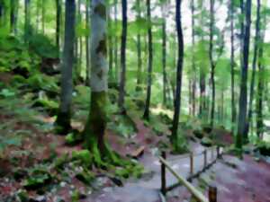 photo L'ABC DU HAUT-MINERVOIS - ANIMATION FORETS