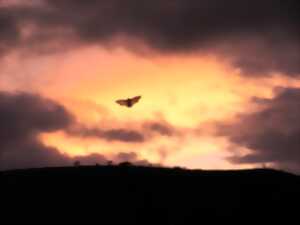 photo L'ABC DU HAUT-MINERVOIS - NUIT DE LA CHAUVE-SOURIS