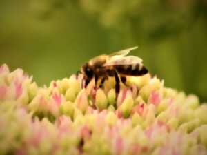 photo L'ABC DU HAUT-MINERVOIS - ANIMATION POLLINISATEURS