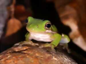 photo L'ABC DU HAUT-MINERVOIS - FREQUENCE GRENOUILLE