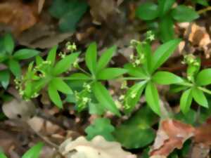 photo L'ABC DU HAUT-MINERVOIS - ANIMATION FLORES