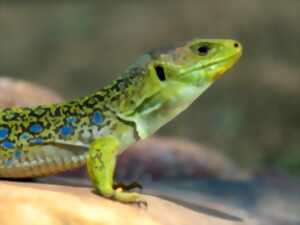 photo L'ABC DU HAUT-MINERVOIS - ANIMATIONS SUR LES REPTILES