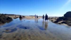 photo Chausey : histoire et nature avec découverte de l'estran