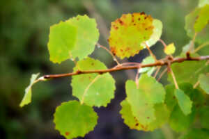 photo Formation Arbres